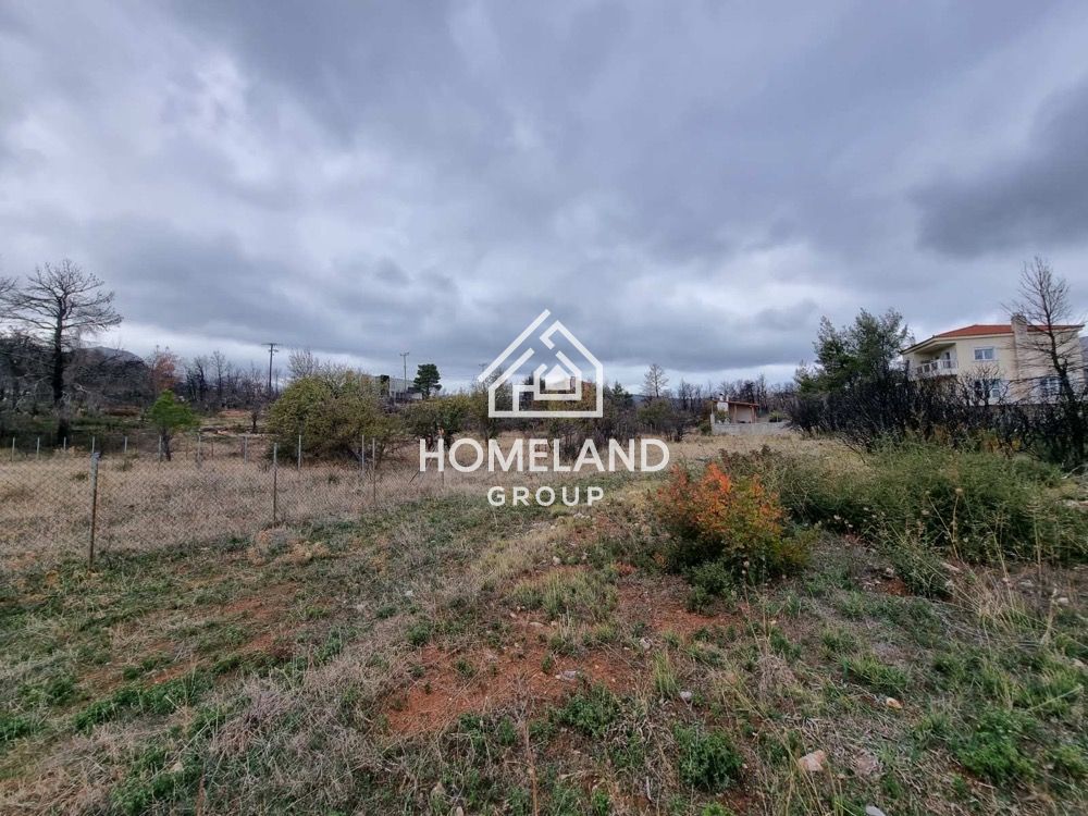 homelandgroup real estate agency